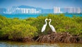 Shenzhen Bay Mangrove two love egrets Royalty Free Stock Photo