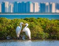 Shenzhen Bay Mangrove two love egrets Royalty Free Stock Photo