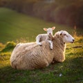 Resigned. Sheep lying in a field in spring with a lamb climbing on its back Royalty Free Stock Photo