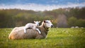 Resigned. Sheep lying in a field in spring with a lamb climbing on its back Royalty Free Stock Photo