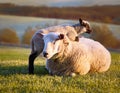 Resigned. Sheep lying in a field in spring with a lamb climbing on its back Royalty Free Stock Photo