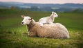 Resigned. Sheep lying in a field in spring with a lamb climbing on its back Royalty Free Stock Photo