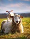 Resigned. Sheep lying in a field in spring with a lamb climbing on its back Royalty Free Stock Photo
