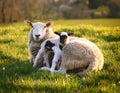 Resigned. Sheep lying in a field in spring with a lamb climbing on its back Royalty Free Stock Photo