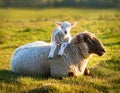 Resigned. Sheep lying in a field in spring with a lamb climbing on its back Royalty Free Stock Photo