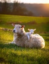 Resigned. Sheep lying in a field in spring with a lamb climbing on its back Royalty Free Stock Photo