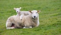 Resigned. Sheep lying in a field in spring with a lamb climbing on its back Royalty Free Stock Photo