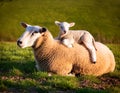 Resigned. Sheep lying in a field in spring with a lamb climbing on its back Royalty Free Stock Photo