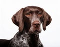 A portrait of a German Shorthaired Pointer dog with a focused expression. Royalty Free Stock Photo