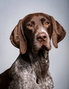 A portrait of a German Shorthaired Pointer dog with a focused expression. Royalty Free Stock Photo