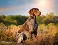 A portrait of a German Shorthaired Pointer dog with a focused expression. Royalty Free Stock Photo