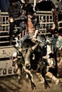 Rodeo scene, somewhere in New Mexico, 1991. Cow-boy riding a bucking bull. Royalty Free Stock Photo