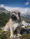 Beautiful purebred og pyrenean shepherd in a field Royalty Free Stock Photo