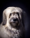 Beautiful purebred og pyrenean shepherd in a field Royalty Free Stock Photo