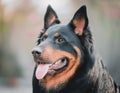 Beauceron Dog Royalty Free Stock Photo