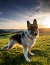 Picardy Shepherd Royalty Free Stock Photo
