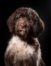 American Water Spaniel Royalty Free Stock Photo
