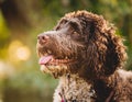 American Water Spaniel Royalty Free Stock Photo