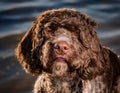 American Water Spaniel Royalty Free Stock Photo