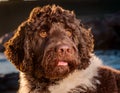 American Water Spaniel Royalty Free Stock Photo
