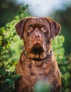 Bourbonnais Pointing Dog Royalty Free Stock Photo