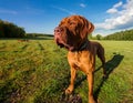 Bourbonnais Pointing Dog Royalty Free Stock Photo