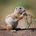 A ground squirrel (Xerus inaurus) with thorn branch Royalty Free Stock Photo