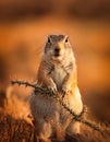 A ground squirrel (Xerus inaurus) with thorn branch Royalty Free Stock Photo