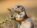 A ground squirrel (Xerus inaurus) with thorn branch Royalty Free Stock Photo