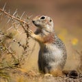 A ground squirrel (Xerus inaurus) with thorn branch Royalty Free Stock Photo