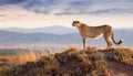 Gazing cheetah. Cheetah standing on hill Royalty Free Stock Photo