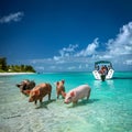 Exuma â The Famous Swimming Pigs of Pig Beach Royalty Free Stock Photo