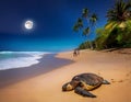 Shell Beach â A Paradise for Sea Turtles Royalty Free Stock Photo