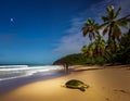 Shell Beach â A Paradise for Sea Turtles Royalty Free Stock Photo