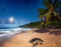Shell Beach â A Paradise for Sea Turtles Royalty Free Stock Photo