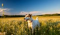 Danish-Swedish Farm Dog Royalty Free Stock Photo