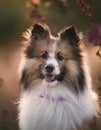 Portrait of a cute elo puppy Royalty Free Stock Photo