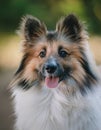 Portrait of a cute elo puppy Royalty Free Stock Photo