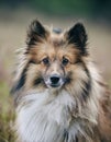 Portrait of a cute elo puppy Royalty Free Stock Photo