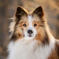 Portrait of a cute elo puppy Royalty Free Stock Photo