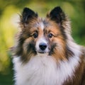 Portrait of a cute elo puppy Royalty Free Stock Photo