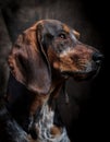 Transylvanian Hound Royalty Free Stock Photo