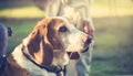 Transylvanian Hound Royalty Free Stock Photo