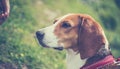 Transylvanian Hound Royalty Free Stock Photo