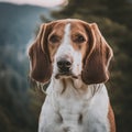 Transylvanian Hound Royalty Free Stock Photo