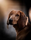 Transylvanian Hound Royalty Free Stock Photo