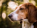 Transylvanian Hound Royalty Free Stock Photo