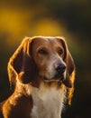 Transylvanian Hound Royalty Free Stock Photo