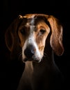 Transylvanian Hound Royalty Free Stock Photo