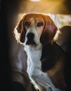 Transylvanian Hound Royalty Free Stock Photo